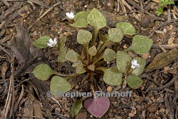 claytonia rubra ssp rubra 1 graphic